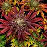 Семена Auto Mintz feminised Ganja Seeds заказать Семена Auto Mintz feminised Ganja Seeds заказать