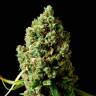 Water Lilly feminised Ganja Seeds Water Lilly feminised Ganja Seeds