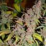 семена конопли для курения Far Out feminised Mandala Seeds семена конопли для курения Far Out feminised Mandala Seeds