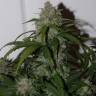 семена конопли автоцвет Auto Tangie'matic feminised Fast Buds семена конопли автоцвет Auto Tangie'matic feminised Fast Buds