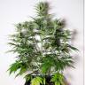 хорошие семена конопли Auto Tangie'matic feminised Fast Buds хорошие семена конопли Auto Tangie'matic feminised Fast Buds