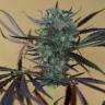 семена конопли для выращивания Chemdawg regular Humboldt Seeds