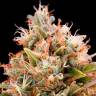семена конопли марихуаны Chemdawg regular Humboldt Seeds