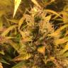 семена конопли Auto Brooklyn Sunrise feminised Ganja Seeds семена конопли Auto Brooklyn Sunrise feminised Ganja Seeds