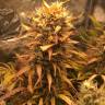 семена конопли в интернет магазине Auto Brooklyn Sunrise feminised Ganja Seeds семена конопли в интернет магазине Auto Brooklyn Sunrise feminised Ganja Seeds