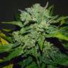 семена конопли в России Auto White Russian #1 feminised Serious Seeds семена конопли в России Auto White Russian #1 feminised Serious Seeds