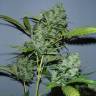 семена конопли Москва Auto White Russian #1 feminised Serious Seeds семена конопли Москва Auto White Russian #1 feminised Serious Seeds
