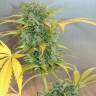 семена культурной конопли купить Auto White Russian #1 feminised Serious Seeds семена культурной конопли купить Auto White Russian #1 feminised Serious Seeds