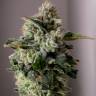качественные семена конопли Auto Pineapple Chunk feminised качественные семена конопли Auto Pineapple Chunk feminised