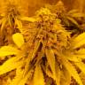 купить семена конопли Auto Pineapple Chunk feminised купить семена конопли Auto Pineapple Chunk feminised