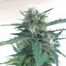 семена конопли для курения Auto Northern Lights x AK feminised семена конопли для курения Auto Northern Lights x AK feminised