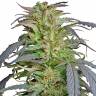 семена конопли аутдор Critical Super Silver Haze feminised семена конопли аутдор Critical Super Silver Haze feminised