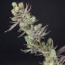 купить семена конопли на сайте Massive Skunk feminised купить семена конопли на сайте Massive Skunk feminised