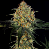 элитные семена конопли Massive Skunk feminised элитные семена конопли Massive Skunk feminised