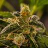 купить семена конопли Massive Skunk feminised купить семена конопли Massive Skunk feminised