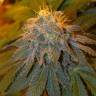 урожайные семена конопли Flowerbomb Kush feminised Strain Hunters Seeds