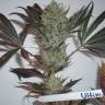 The Ultimate feminised Dutch Passion Seeds The Ultimate feminised Dutch Passion Seeds