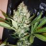 The Ultimate feminised Dutch Passion Seeds The Ultimate feminised Dutch Passion Seeds