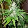 семена конопли гидропоники Lemon Thai Kush regular Humboldt Seeds семена конопли гидропоники Lemon Thai Kush regular Humboldt Seeds