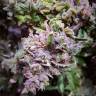 семена конопли гидропоники Auto Sleepy Yoda feminised Philosopher Seeds семена конопли гидропоники Auto Sleepy Yoda feminised Philosopher Seeds