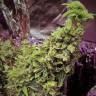 семена конопли дешево Auto Sleepy Yoda feminised Philosopher Seeds семена конопли дешево Auto Sleepy Yoda feminised Philosopher Seeds