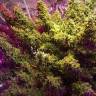 семена конопли с доставкой Auto Sleepy Yoda feminised Philosopher Seeds семена конопли с доставкой Auto Sleepy Yoda feminised Philosopher Seeds