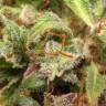 семена индийской конопли Auto Sleepy Yoda feminised Philosopher Seeds семена индийской конопли Auto Sleepy Yoda feminised Philosopher Seeds