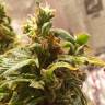 мощные семена конопли Auto Sleepy Yoda feminised Philosopher Seeds мощные семена конопли Auto Sleepy Yoda feminised Philosopher Seeds