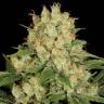 семена конопли для посадки купить AK-47 feminised Serious Seeds семена конопли для посадки купить AK-47 feminised Serious Seeds