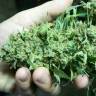 семена конопли для курения White Widow feminised семена конопли для курения White Widow feminised