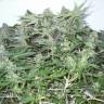 семена конопли медицинской White Widow feminised семена конопли медицинской White Widow feminised