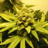 семена конопли марихуаны White Widow feminised семена конопли марихуаны White Widow feminised