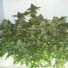 семена конопли в интернете White Widow feminised семена конопли в интернете White Widow feminised