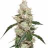 семена конопли f1 в оригинальной упаковке White Widow feminised семена конопли f1 в оригинальной упаковке White Widow feminised