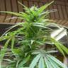 семена конопли аутдор Purple Paro Valley feminised Mandala Seeds семена конопли аутдор Purple Paro Valley feminised Mandala Seeds