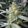Think Fast feminised Dutch Passion Seeds Think Fast feminised Dutch Passion Seeds