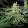 Dinachem feminised Dinafem Seeds