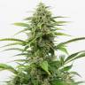 семена конопли дешево Auto Emba feminised Bang Seeds семена конопли дешево Auto Emba feminised Bang Seeds