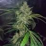где можно заказать семена конопли Auto Emba feminised Bang Seeds где можно заказать семена конопли Auto Emba feminised Bang Seeds