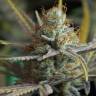 семена конопли марихуаны Amnesia Kush feminised Dinafem Seeds семена конопли марихуаны Amnesia Kush feminised Dinafem Seeds