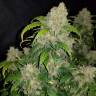 семена конопли индика Auto Zkittlez feminised Fast Buds