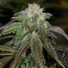 мощные семена конопли OG Kush regular Humboldt Seeds мощные семена конопли OG Kush regular Humboldt Seeds