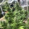 Auto Critical Orange Punch feminised Ganja Seeds Auto Critical Orange Punch feminised Ganja Seeds