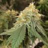 качественные семена Auto Critical Orange Punch feminised Ganja Seeds качественные семена Auto Critical Orange Punch feminised Ganja Seeds