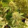 семена конопли оптом Auto Critical Orange Punch feminised Ganja Seeds семена конопли оптом Auto Critical Orange Punch feminised Ganja Seeds