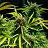 семена конопли аутдор Auto Somango feminised Ganja Live Seeds семена конопли аутдор Auto Somango feminised Ganja Live Seeds