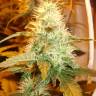 семена конопли дешево White Bhutanese feminised Mandala Seeds семена конопли дешево White Bhutanese feminised Mandala Seeds