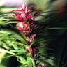 Twilight feminised Dutch Passion Seeds Twilight feminised Dutch Passion Seeds