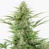 Dinamex feminised Dinafem Seeds Dinamex feminised Dinafem Seeds