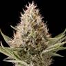 Dinamex feminised Dinafem Seeds Dinamex feminised Dinafem Seeds
